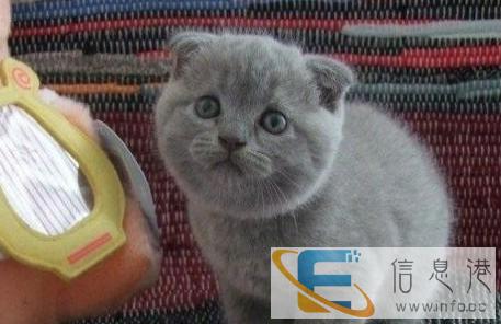专业猫舍常年出售折耳猫加菲猫蓝猫英短美短等品种齐全