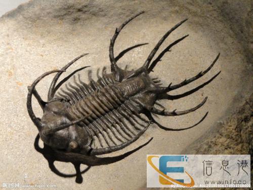 江苏哪里私下收购奇石 收入现金收购奇石 江苏哪里私下收购奇石 收入现金收购奇石