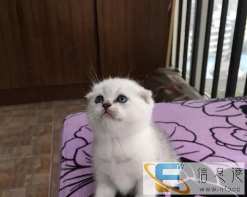 批发英短蓝猫蓝白渐层美短,养殖户直供异地发空运