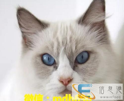业猫舍繁殖精品布偶猫咪等各种名猫 品质保障