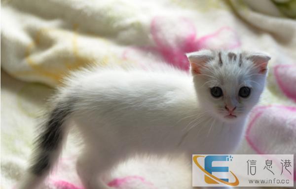 猫舍出售家养繁殖苏格兰折耳猫 疫苗已做包健康
