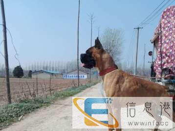 安徽亳州登录冠军直子对外借配种拳师犬