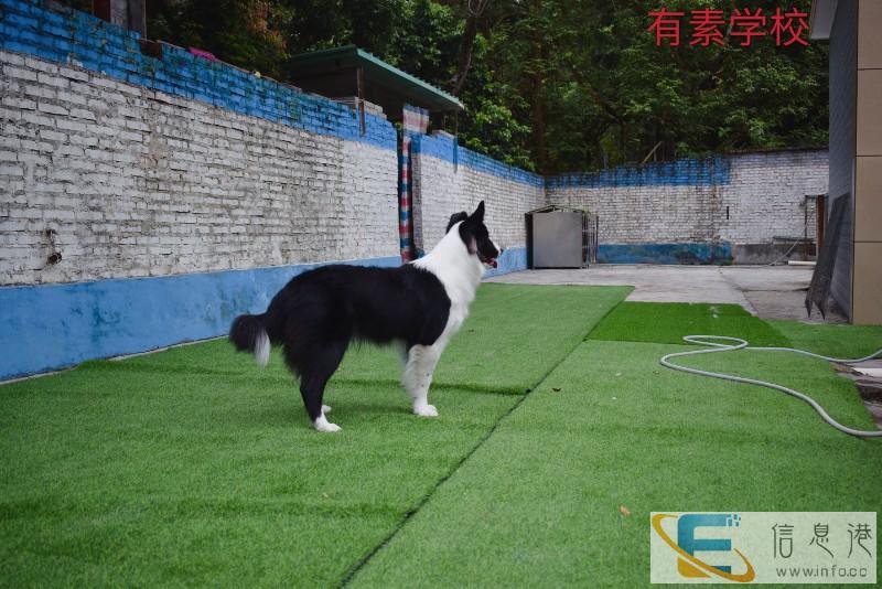 广州宠物训练学校 狗狗训犬基地 天河区可上门接送