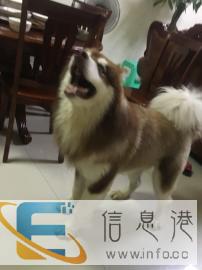 疫苗打全了，狗狗发情期，所以