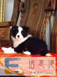 幼犬一娇子犬业十四年单一繁育赛级宠物级边境牧羊