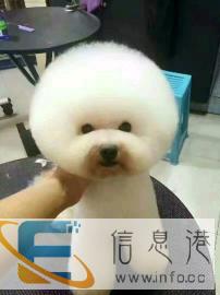 各色茶杯，微小泰迪 小体比熊 蓝色沙色贝灵顿 约克夏