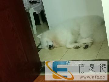 纯种熊版萨摩借配