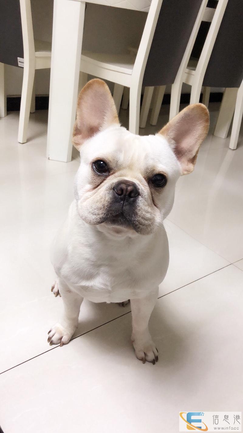 1岁法斗奶白公找老婆配种