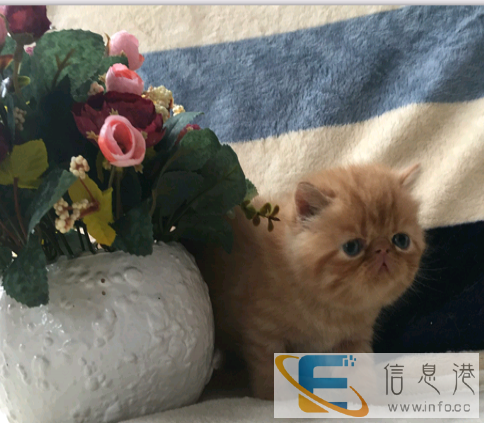 两个小萌货找新家中,喜欢的联系哦