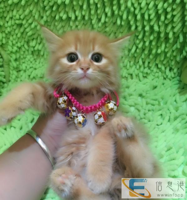 挪威森林小可爱宝宝