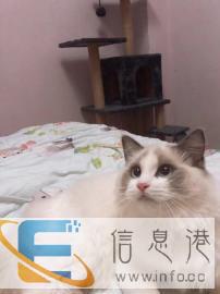 蓝双布偶猫种公借配