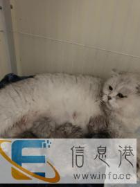 配种英国短毛银渐层4兄弟找女朋友