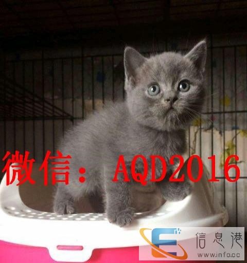 圣诞狂欢纯种蓝猫火爆出售品相好可上门挑选