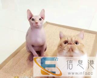 猫宝宝找麻麻