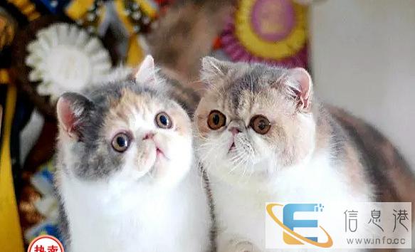 纯种漂亮加菲猫纯种健康有保障 疫苗齐全