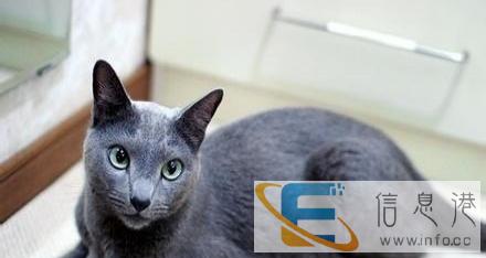 出售英短 蓝猫 幼猫 宠物猫
