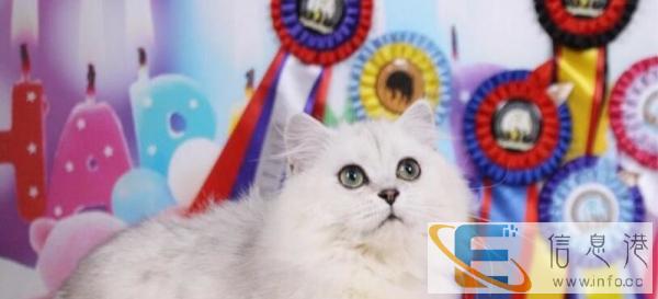 猫舍出售纯种金吉拉幼猫 银色长毛 疫苗已做