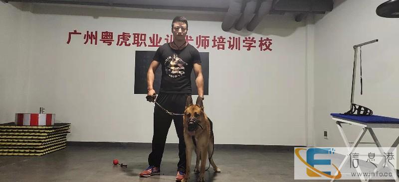 广州粤虎太萌宠物狗狗训练学校欢迎来电咨询