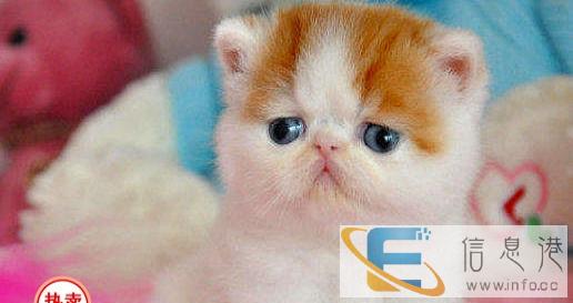 猫舍低价出售加菲猫包纯种保健康疫苗已做