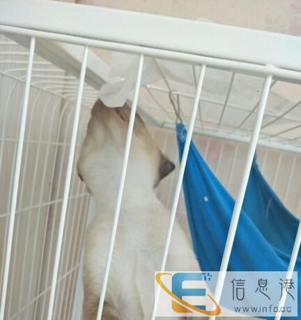 自己家暹罗猫生宝了,有需要联系,整窝端优惠