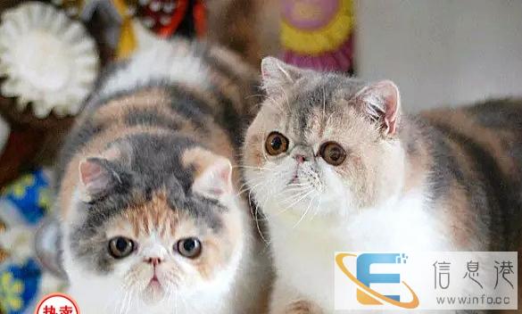 专业繁殖萌圆溜溜大眼睛加菲幼猫 多只挑选