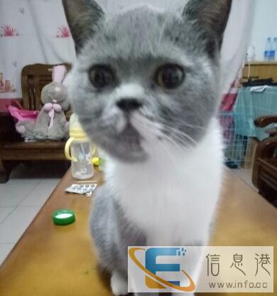 五个月大的英短mm