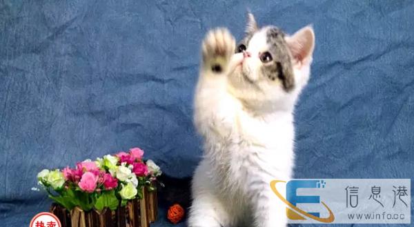 常年出售加菲猫,异短,美短,波斯猫,英短蓝