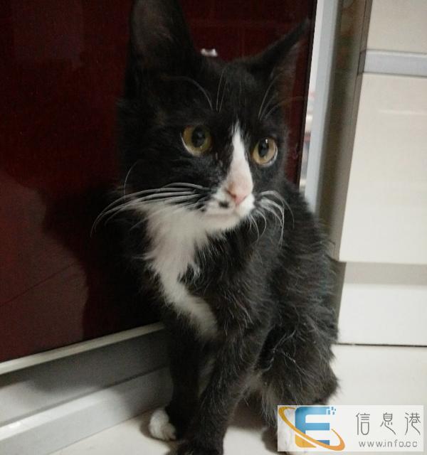 免费赠送2月小猫