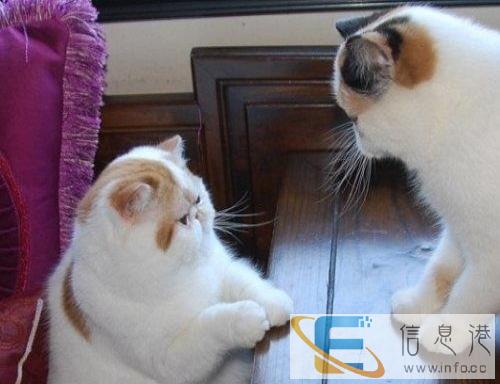 大型猫舍出售异短加菲猫 英短蓝猫 美短虎斑 保健康