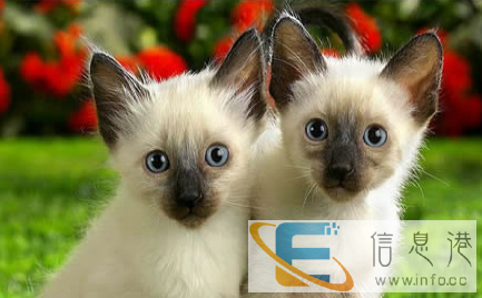 国庆特价 佛山禅城哪里有卖纯种血统泰国暹罗猫钻石般的蓝眼睛