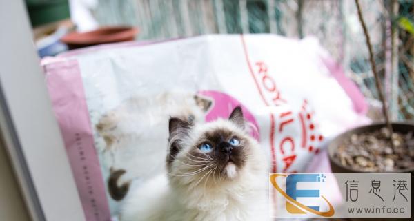 布偶猫 预定 禅城地区