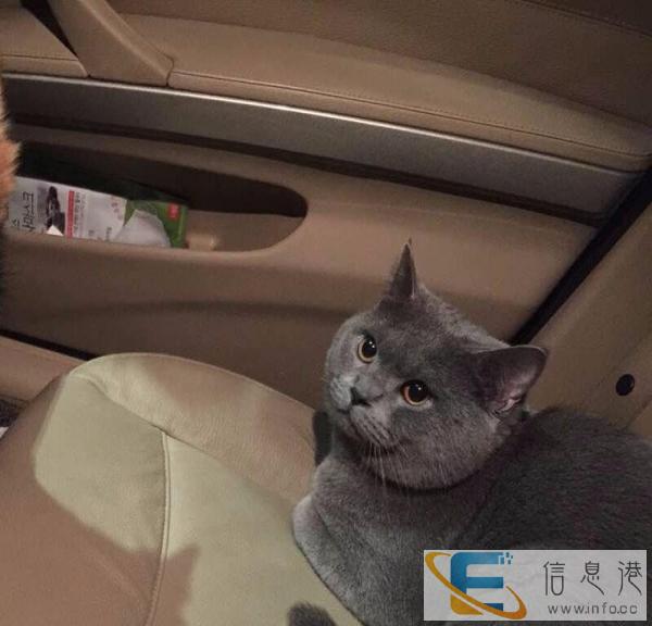 宠物配种,不收钱，只希望送一只小猫咪