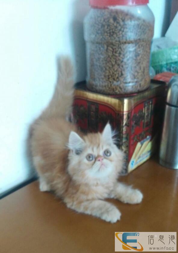 加菲猫弟弟妹妹