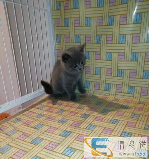 出售自家散养小蓝猫