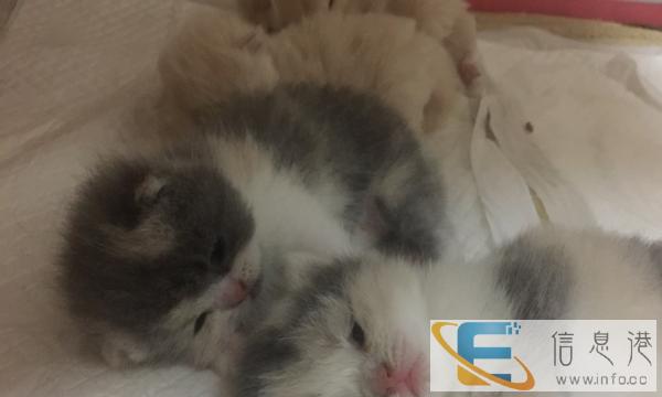 萌萌哒英国短毛猫招募铲屎官