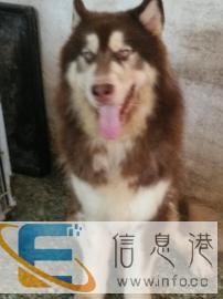 巨型阿拉斯加红十和黑十种公借配