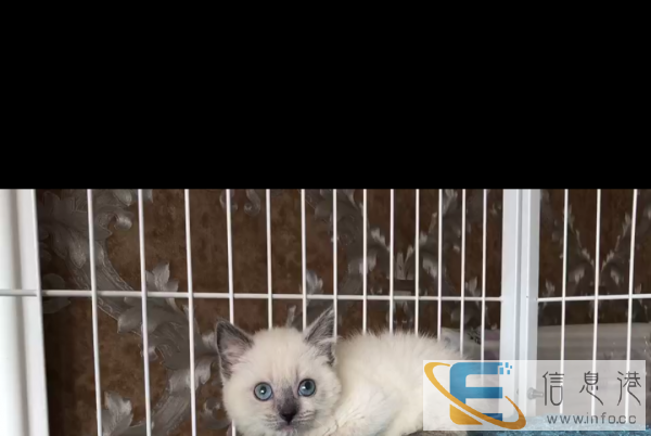 宠物保护协会护志愿者推荐,纯种暹罗各种国内外进口品种