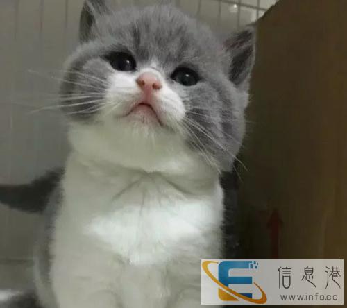 猫舍 直销加菲 虎斑猫 蓝猫 包健康 品相好