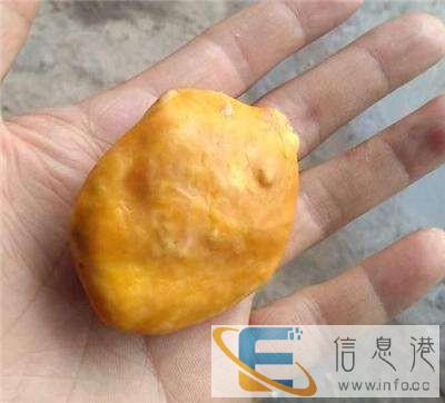 鄂尔多斯区域直接现金收购鸡宝