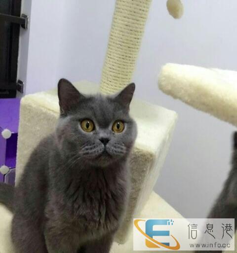 家养纯种蓝猫出售可以上门挑选