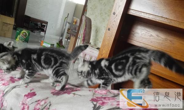 知名猫舍买的纯种美短银虎斑生的小猫找新粑粑麻麻