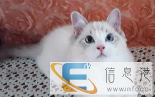 出售纯种家养加菲猫,美短,波斯猫,英短蓝猫