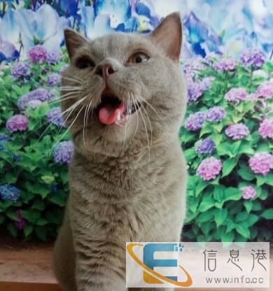 蓝猫淡紫色弟弟10个月