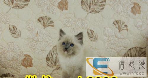 jklh猫舍出售布偶猫 公母都有 身体健康纯种 签质保