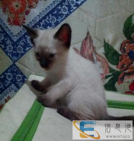 暹罗猫 白白胖胖 健康出售啦 喜欢扫