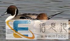 出售针尾鸭 游禽针尾鸭价格