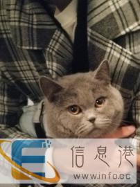 英短大脸蓝猫弟弟借配