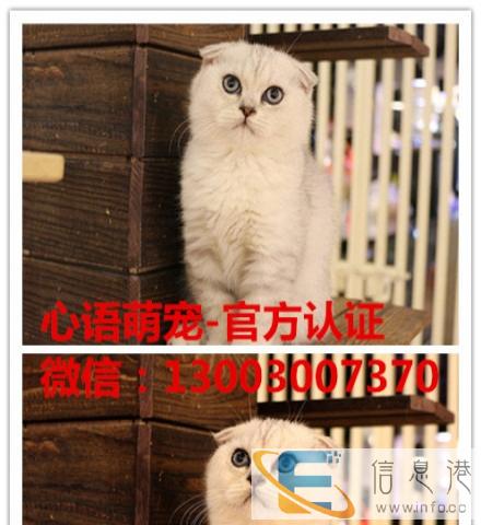 出售越长大越高贵漂亮的纯种布偶猫重点色山猫布偶