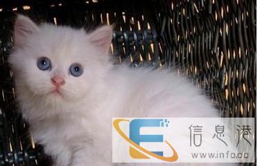 出售波斯猫 幼崽
