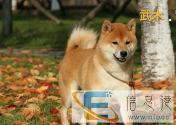 柴犬种公对外借配